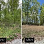 Wooded acreage after underbrush clearing