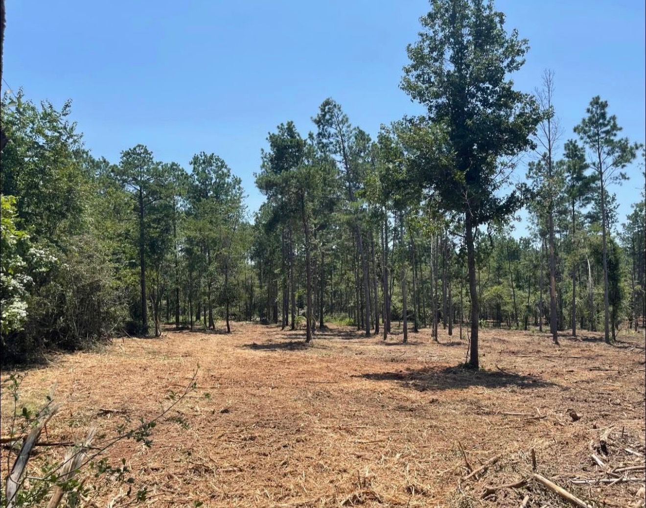 Pine timber with underbrush cleared out by forestry mulching