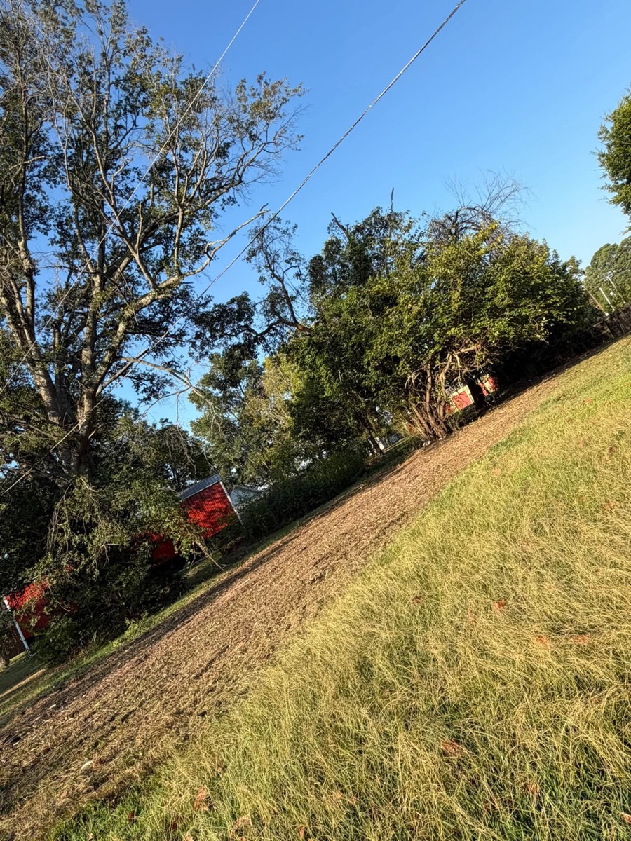After: cleared land after forestry mulching, job 1