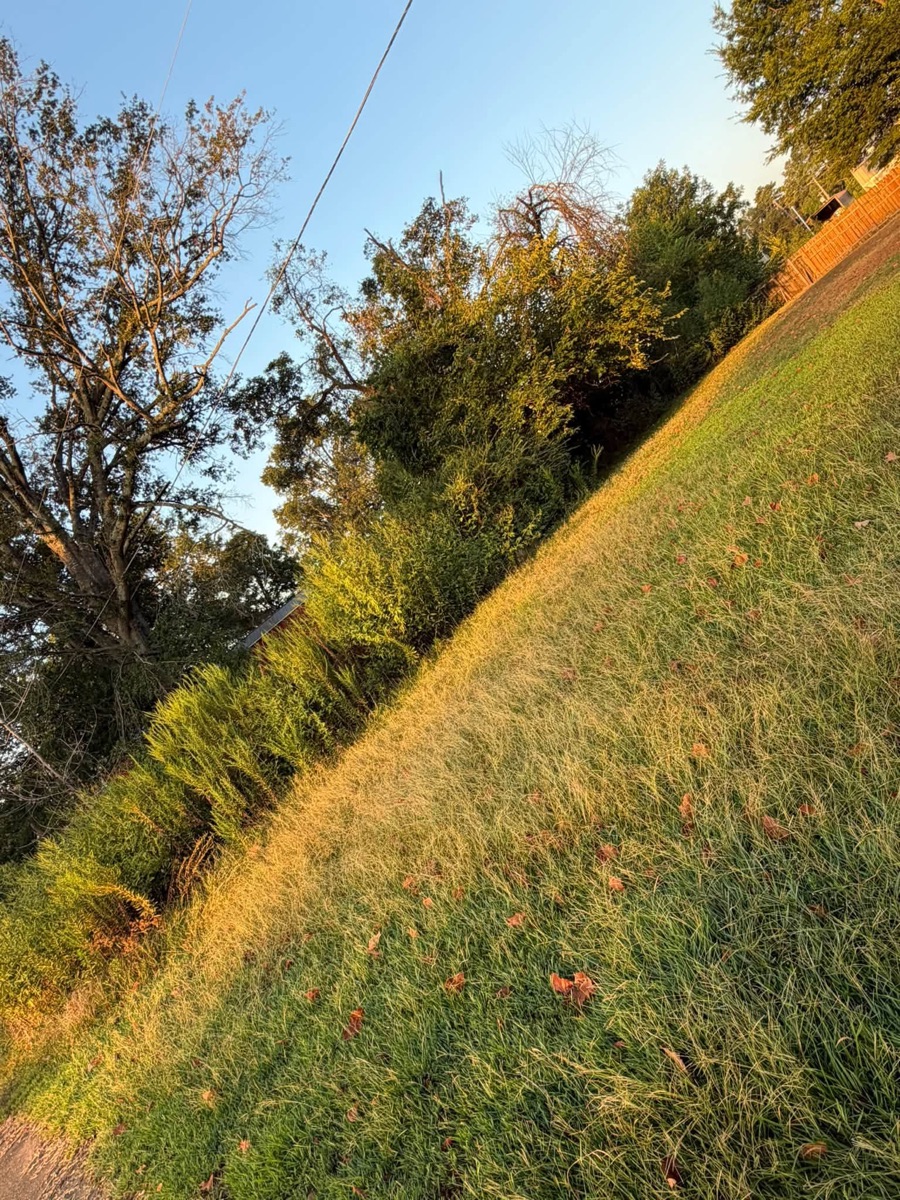 Before: overgrown land before forestry mulching, job 1