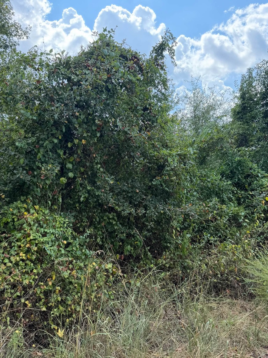 Before: overgrown land before forestry mulching, job 2