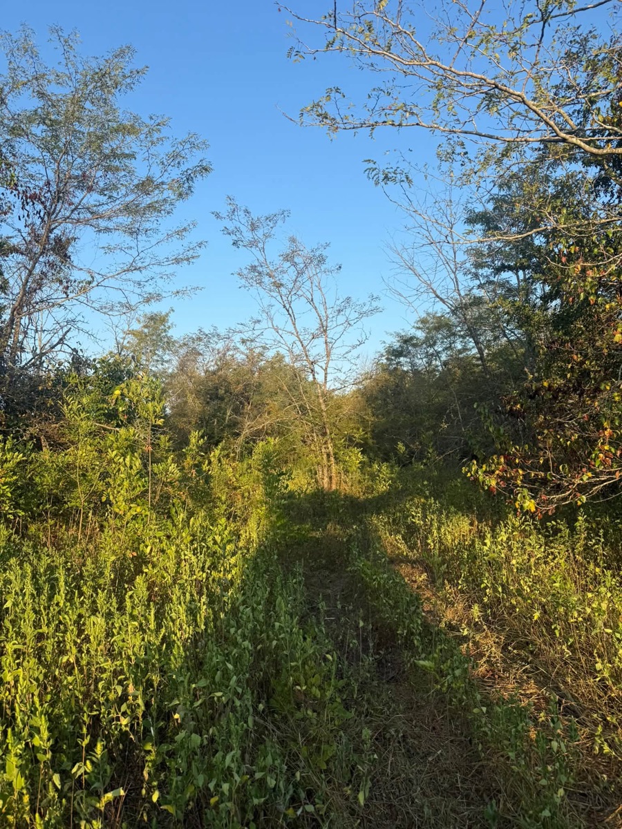 Before: overgrown land before forestry mulching, job 3