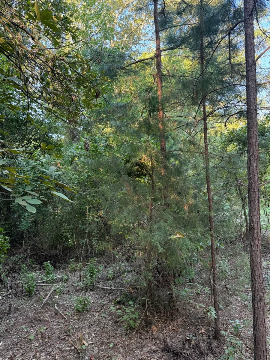Before: overgrown land before forestry mulching, job 4