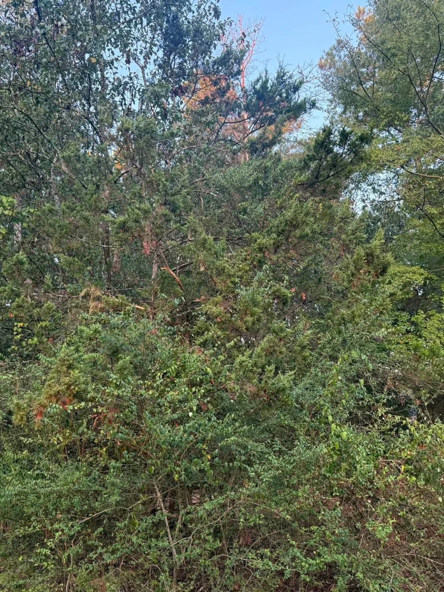 Before: overgrown land before forestry mulching, job 5